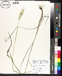 Elymus glabriflorus image