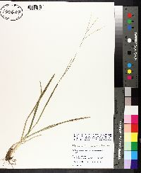 Digitaria filiformis image