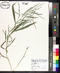 Leersia virginica image