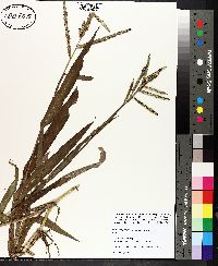 Paspalum pubiflorum image