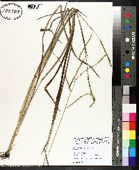 Paspalum laeve var. laeve image