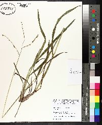 Paspalum laeve var. laeve image