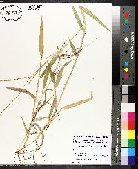 Urochloa platyphylla image