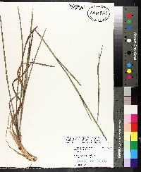 Schizachyrium scoparium subsp. divergens image