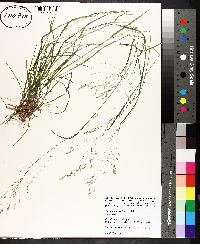 Poa autumnalis image