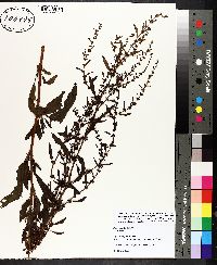 Rumex verticillatus image