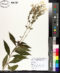 Phlox paniculata image