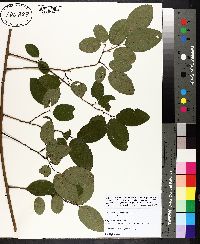 Berchemia scandens image