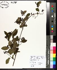 Berchemia scandens image