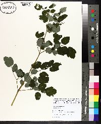 Thalictrum pubescens image