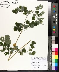 Thalictrum pubescens image