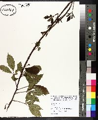 Rubus trivialis image