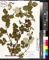 Rubus biflorus image