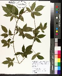 Rubus flagellaris image