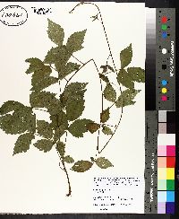 Rubus flagellaris image