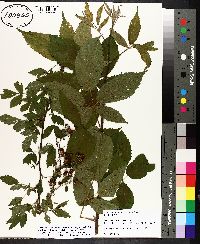 Rubus argutus image