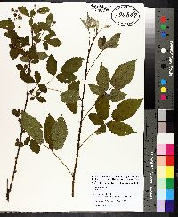 Rubus argutus image