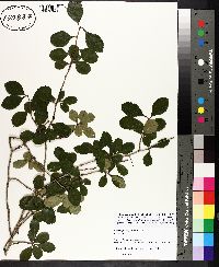 Crataegus engelmannii image