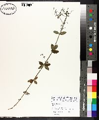 Galium pilosum image