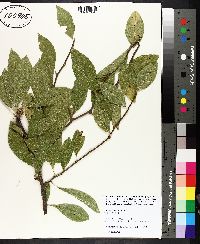 Sideroxylon lycioides image