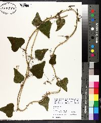 Smilax bona-nox image