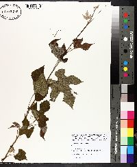 Vitis cinerea image