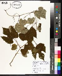 Vitis cinerea image