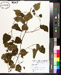 Ampelopsis cordata image