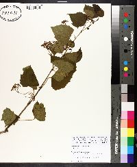 Ampelopsis cordata image