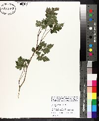 Ampelopsis arborea image