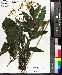 Verbesina alternifolia image