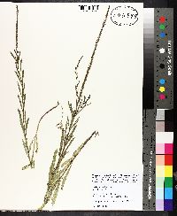 Verbena simplex image