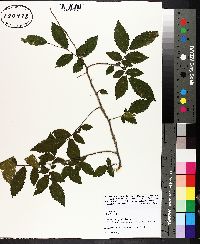 Ulmus alata image