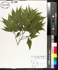 Celtis laevigata image