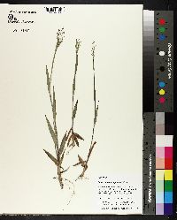 Panicum consanguineum image