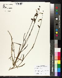 Image of Lobelia glandulosa