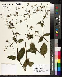 Image of Eryngium integrifolium