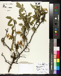 Malus angustifolia image