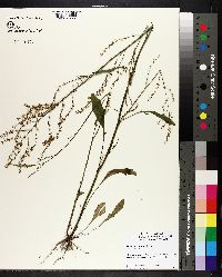 Rumex hastatulus image