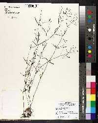 Image of Houstonia tenuifolia