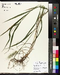 Elymus glabriflorus image