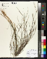 Aristida longespica image