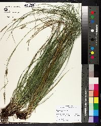 Carex cherokeensis image