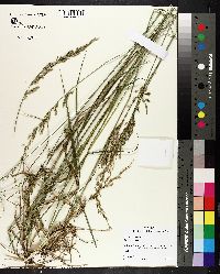 Festuca paradoxa image