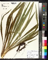 Yucca flaccida image