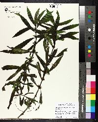 Hygrophila lacustris image