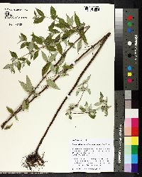 Pycnanthemum albescens image