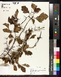 Crataegus viridis image