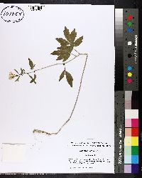 Cardamine bulbifera image