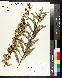 Solidago petiolaris image